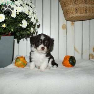 Marcie, Mini Aussiedoodle Puppy