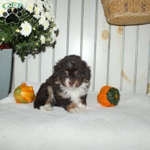 Maddie, Mini Aussiedoodle Puppy