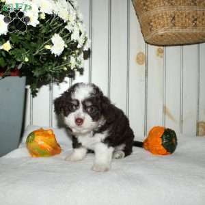 Macy, Mini Aussiedoodle Puppy