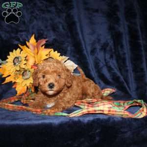 Cassie, Mini Goldendoodle Puppy
