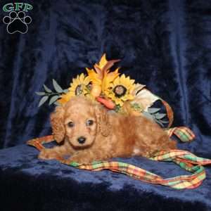 Caleb, Mini Goldendoodle Puppy