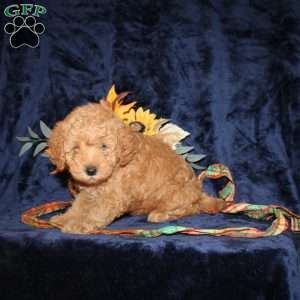 Calvin, Mini Goldendoodle Puppy