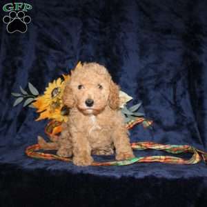 Chester, Mini Goldendoodle Puppy