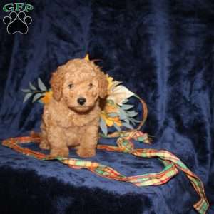 Christ, Mini Goldendoodle Puppy
