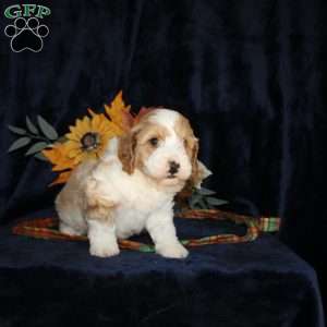 Levi, Mini Goldendoodle Puppy
