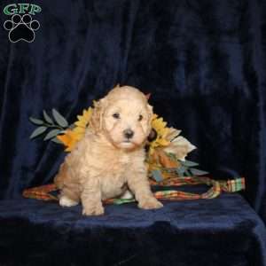 Len, Mini Goldendoodle Puppy