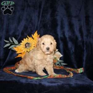 Lydia, Mini Goldendoodle Puppy