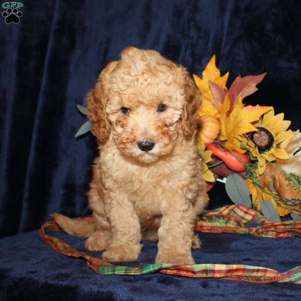 Dan, Mini Goldendoodle Puppy