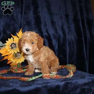 Darlene, Mini Goldendoodle Puppy