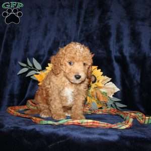 David, Mini Goldendoodle Puppy