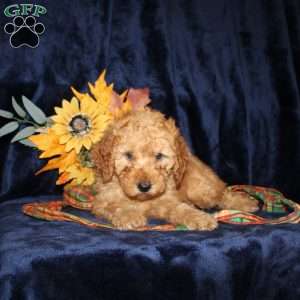 Debbie, Mini Goldendoodle Puppy