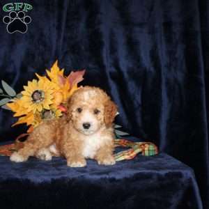 Dickie, Mini Goldendoodle Puppy