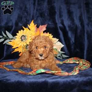 Dolly, Mini Goldendoodle Puppy