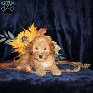 Donald, Mini Goldendoodle Puppy