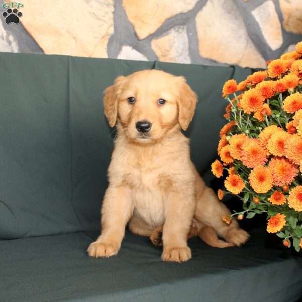 Danielle, Golden Retriever Puppy