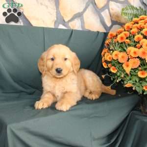 Derrick, Golden Retriever Puppy