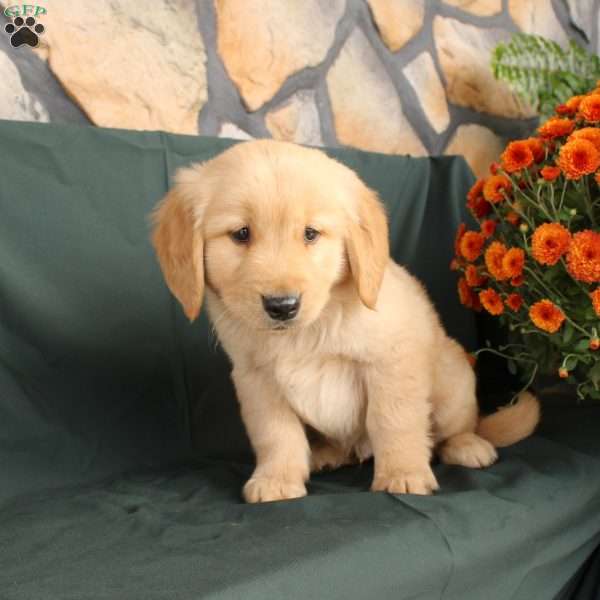 Devon, Golden Retriever Puppy