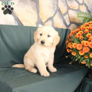 Dianna, Golden Retriever Puppy