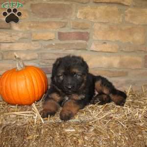 Pine, German Shepherd Puppy