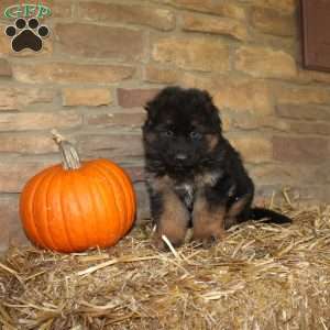 Willow, German Shepherd Puppy