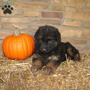 River, German Shepherd Puppy