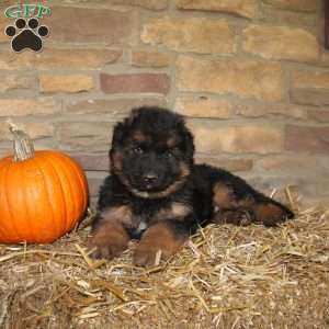 Forrest, German Shepherd Puppy