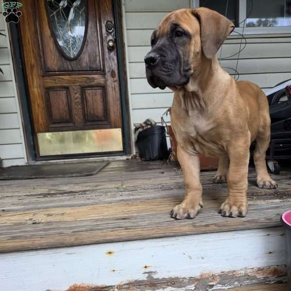 Little Susie, African Boerboel Puppy