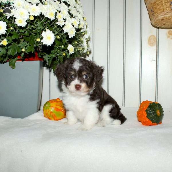 Marcie, Mini Aussiedoodle Puppy