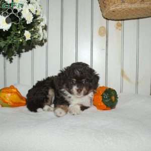 Maddie, Mini Aussiedoodle Puppy