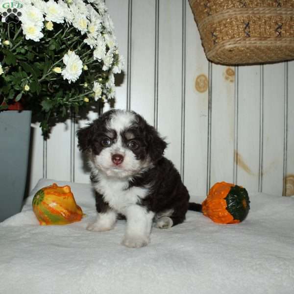 Macy, Mini Aussiedoodle Puppy