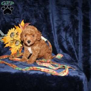Cassie, Mini Goldendoodle Puppy