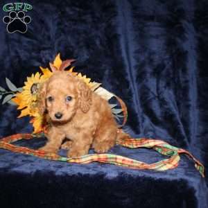 Caleb, Mini Goldendoodle Puppy