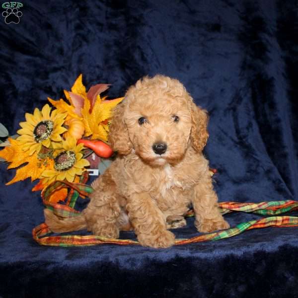 Chester, Mini Goldendoodle Puppy