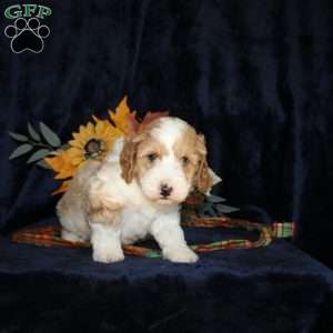 Levi, Mini Goldendoodle Puppy