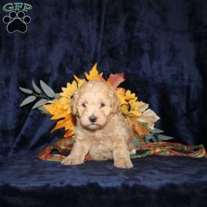 Len, Mini Goldendoodle Puppy
