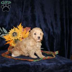 Lydia, Mini Goldendoodle Puppy