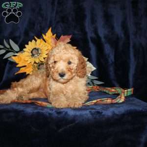 Dan, Mini Goldendoodle Puppy