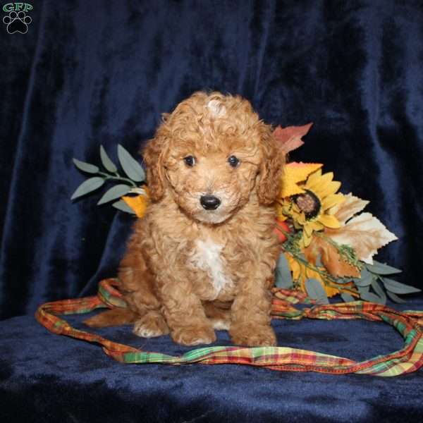 David, Mini Goldendoodle Puppy