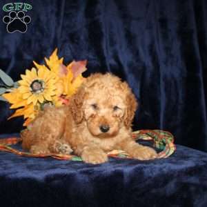 Debbie, Mini Goldendoodle Puppy