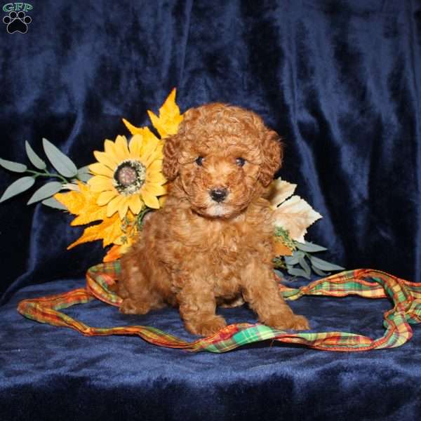 Dolly, Mini Goldendoodle Puppy