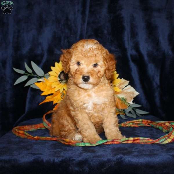 Donald, Mini Goldendoodle Puppy