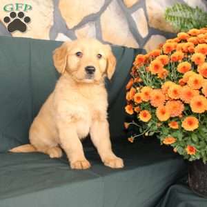 Danielle, Golden Retriever Puppy