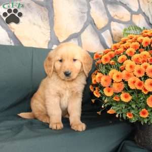 Derrick, Golden Retriever Puppy