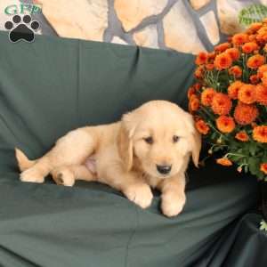 Devon, Golden Retriever Puppy