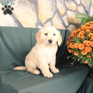 Dianna, Golden Retriever Puppy