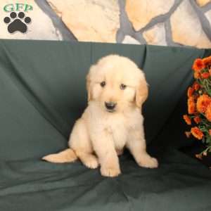 Dwayne, Golden Retriever Puppy