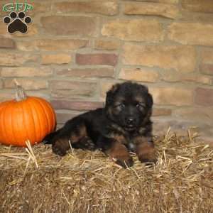 Pine, German Shepherd Puppy