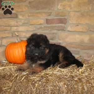 Willow, German Shepherd Puppy