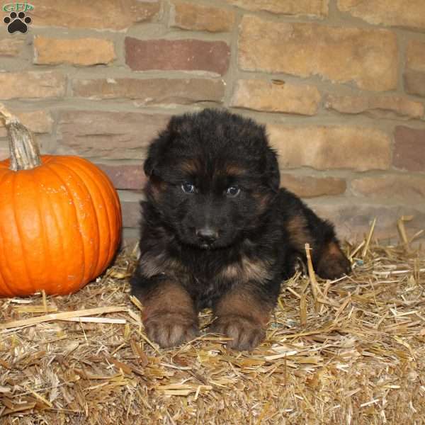 River, German Shepherd Puppy