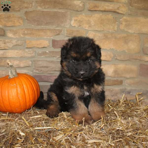 Forrest, German Shepherd Puppy